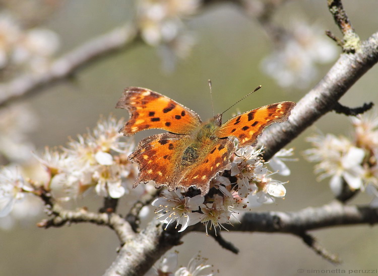 Polygonia c-album